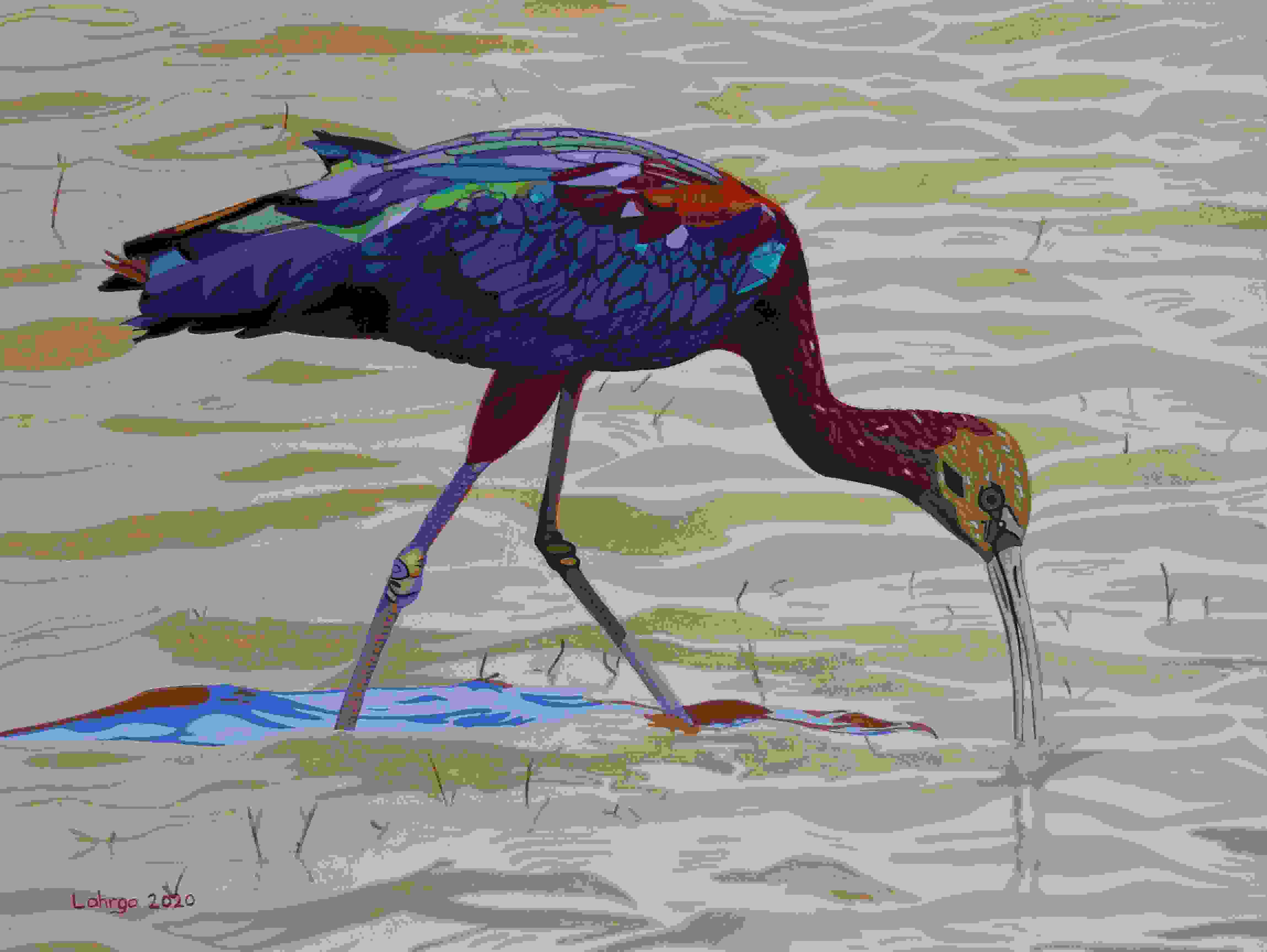 Glossy Ibis